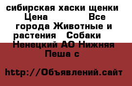 сибирская хаски щенки › Цена ­ 10 000 - Все города Животные и растения » Собаки   . Ненецкий АО,Нижняя Пеша с.